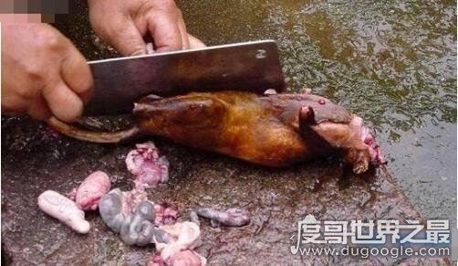老鼠肉能吃吗，能吃而且好吃(附做法及注意事项)