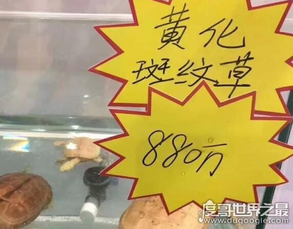 世界上最贵的宠物龟排名,排名第一的黄化斑纹草龟守家880万元