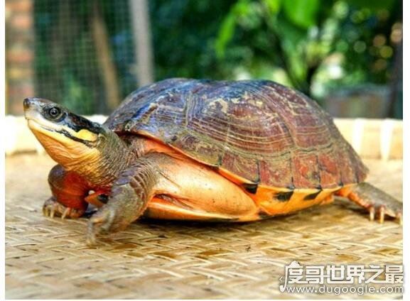 世界上最贵的宠物龟排名，排名第一的黄化斑纹草龟守家880万元