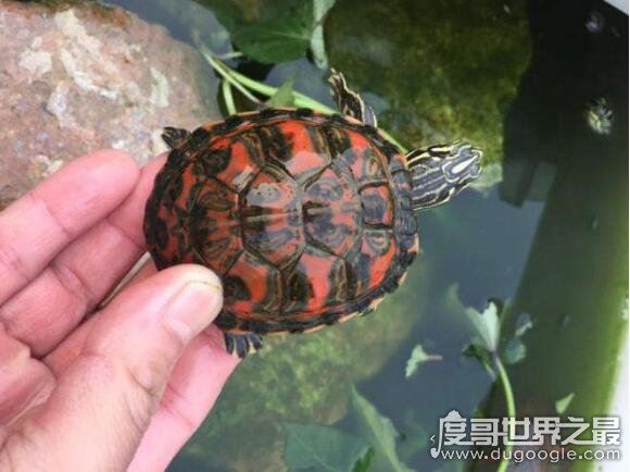 世界上最贵的宠物龟排名，排名第一的黄化斑纹草龟守家880万元