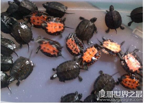 世界上最贵的宠物龟排名,排名第一的黄化斑纹草龟守家880万元