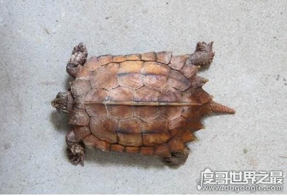 世界上最贵的宠物龟排名，排名第一的黄化斑纹草龟守家880万元