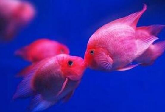 接吻鱼图片大全，接吻鱼接吻不是因为相爱(而是口癖)