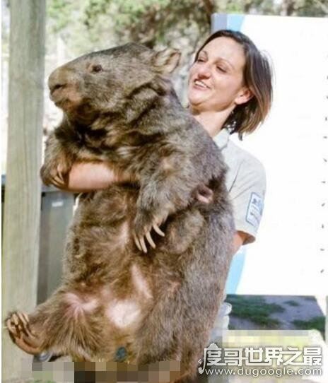世界上最大的老鼠，0.54米的负鼠算小号(最大鼠王1.1米)