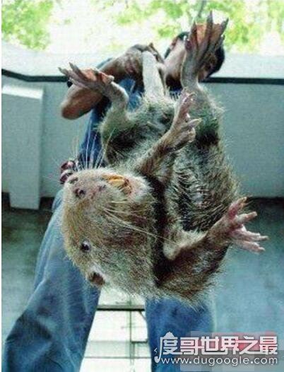 世界上最大的老鼠，0.54米的负鼠算小号(最大鼠王1.1米)