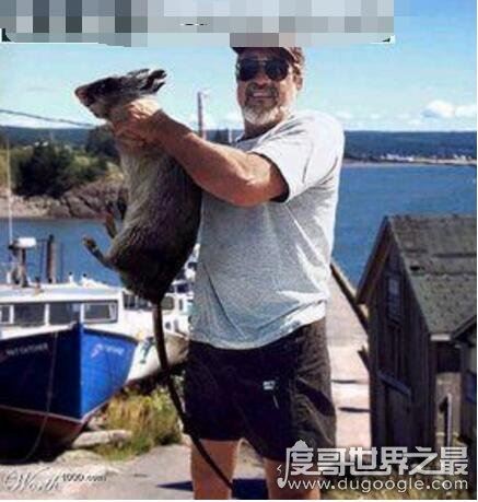 世界上最大的老鼠，0.54米的负鼠算小号(最大鼠王1.1米)