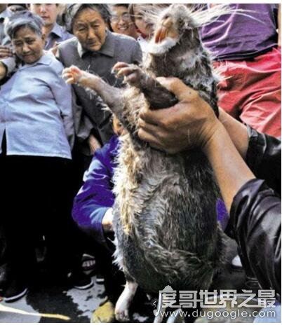 世界上最大的老鼠，0.54米的负鼠算小号(最大鼠王1.1米)