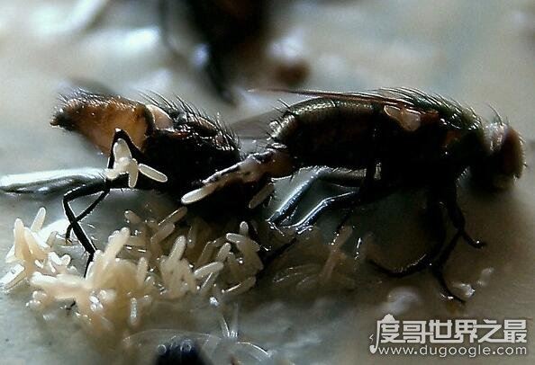 白子是什么东西，白子是鱼身上的哪个部位(指鱼的精巢)