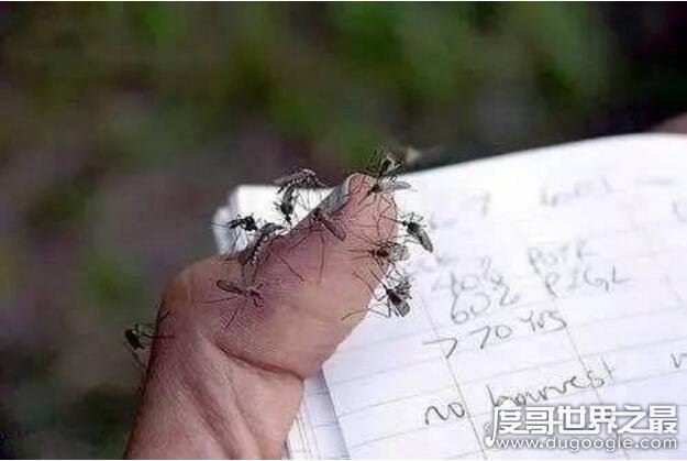 什么血型招蚊子？其实和血型无关(蚊子最喜欢汗腺发达的人)