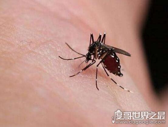 什么血型招蚊子？其实和血型无关(蚊子最喜欢汗腺发达的人)