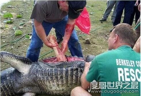 实拍鳄鱼吃人事件场面血腥，女大学生被肢解活吞