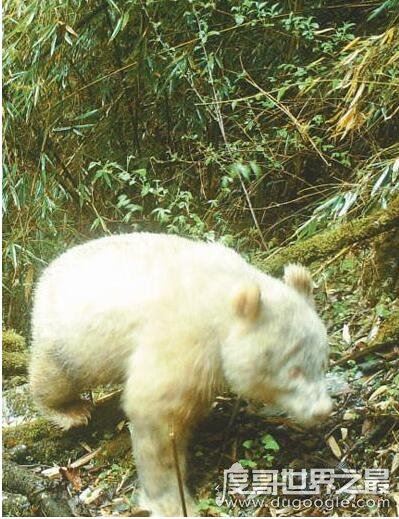 世界上最罕见的大熊猫，白色大熊猫(浑身全白/眼睛是红色)