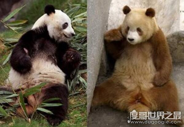 世界上最罕见的大熊猫，白色大熊猫(浑身全白/眼睛是红色)