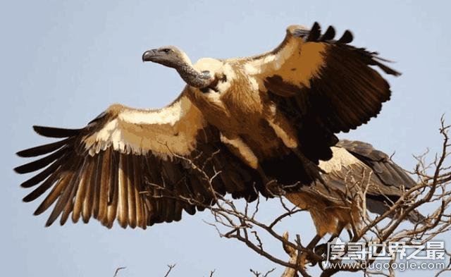 世界上飞的最高的鸟,黑白兀鹫(飞行高度达1.1万米)