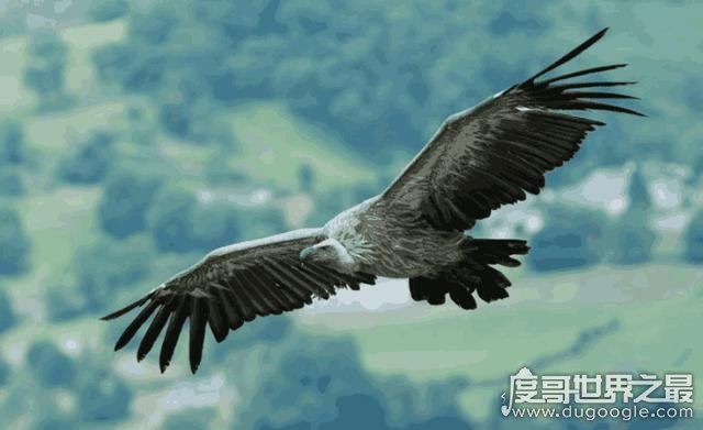 世界上飞的最高的鸟,黑白兀鹫(飞行高度达1.1万米)