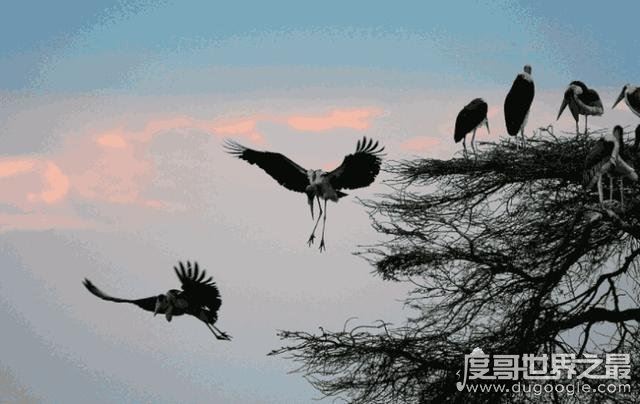 世界上飞的最高的鸟，黑白兀鹫(飞行高度达1.1万米)