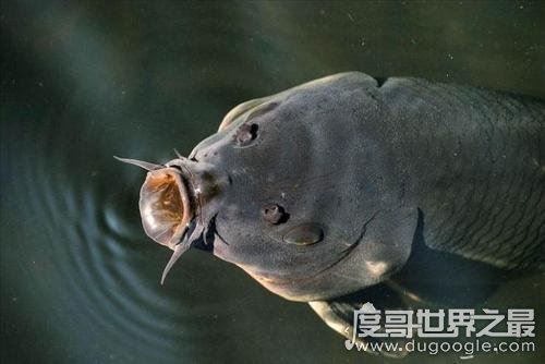 中国十大禁菜之龙须凤爪，食材为鲤鱼须和鸡爪精肉(耗材巨大)