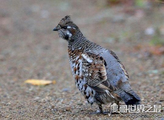 天上龙肉指的是什么,指花尾榛鸡的肉(国家保护动物严禁捕杀)