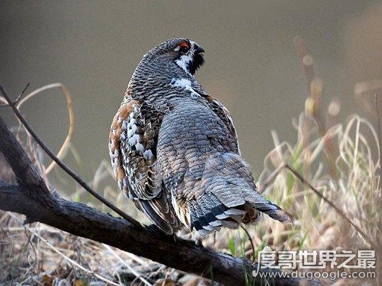 天上龙肉指的是什么,指花尾榛鸡的肉(国家保护动物严禁捕杀)