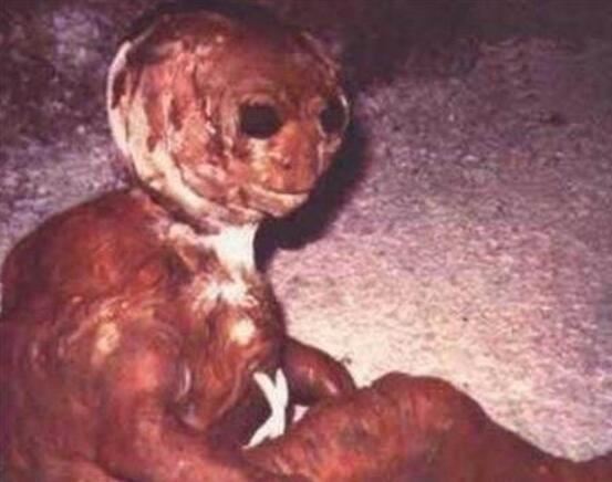 2018年世界十大新物种，美国多佛恶魔形似外星人