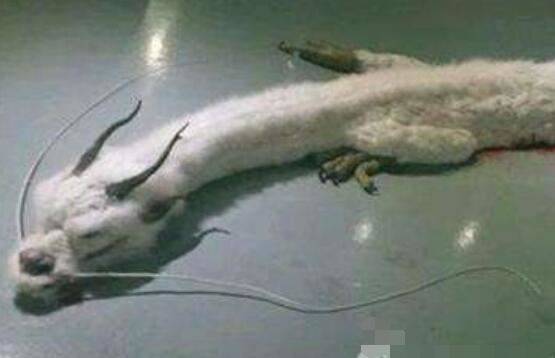 2018年世界十大新物种，美国多佛恶魔形似外星人