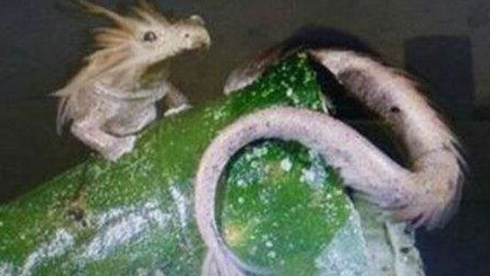 2018年世界十大新物种，美国多佛恶魔形似外星人