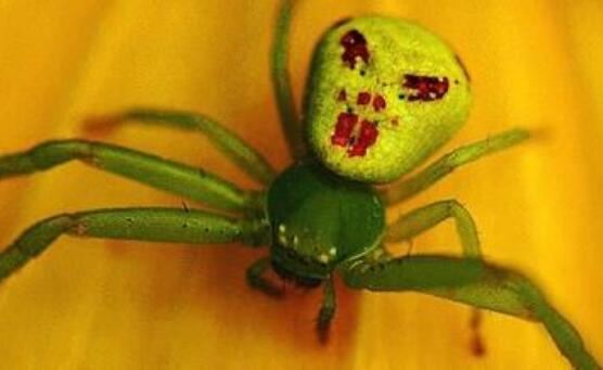 2018年世界十大新物种，美国多佛恶魔形似外星人