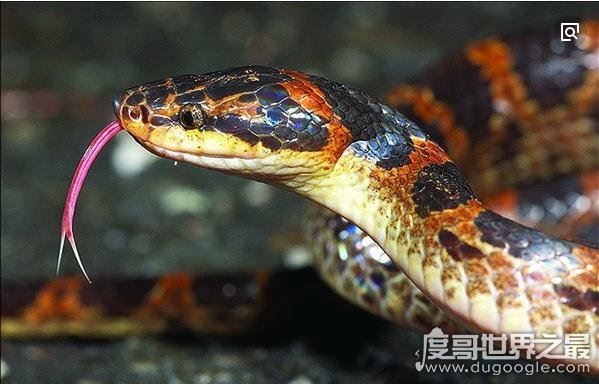 赤练蛇毒性较小，但因部分人对其毒液过敏易造成死亡(图片)