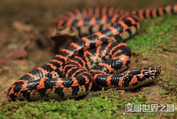 赤练蛇毒性较小，但因部分人对其毒液过敏易造成死亡(图片)
