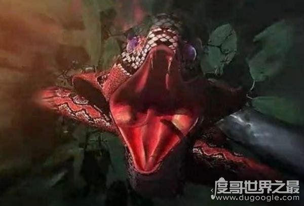 赤练蛇毒性较小，但因部分人对其毒液过敏易造成死亡(图片)