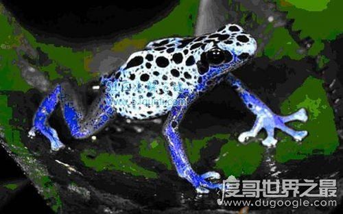 钴蓝箭毒蛙,1克毒就可消灭1.5万只老鼠