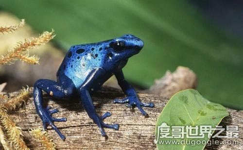 钴蓝箭毒蛙，1克毒就可消灭1.5万只老鼠