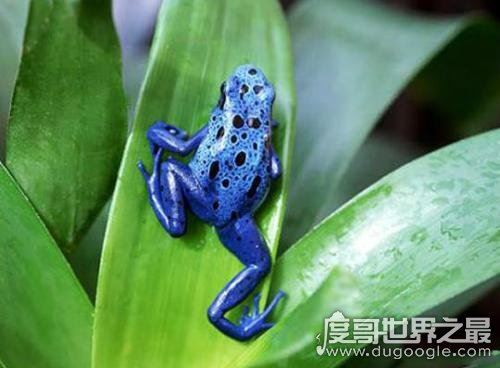 钴蓝箭毒蛙，1克毒就可消灭1.5万只老鼠