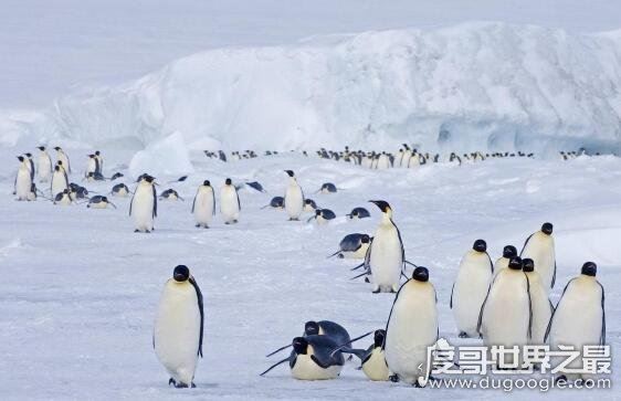 世界第一大洲，亚洲面积是最大(世界7大洲面积排行)