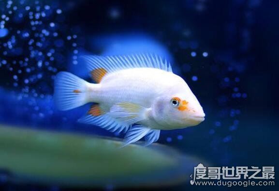 目前世界上的鱼有多少种，光是有名字的鱼就有32100多种