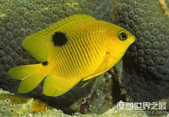 目前世界上的鱼有多少种，光是有名字的鱼就有32100多种