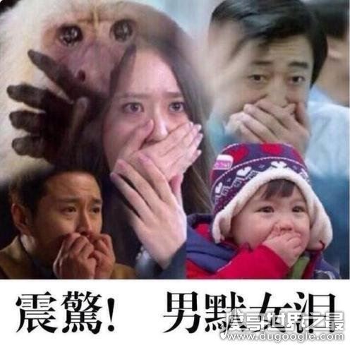 弹幕中的卖竹鼠是什么梗?说你是个大骗子(来源揭秘)