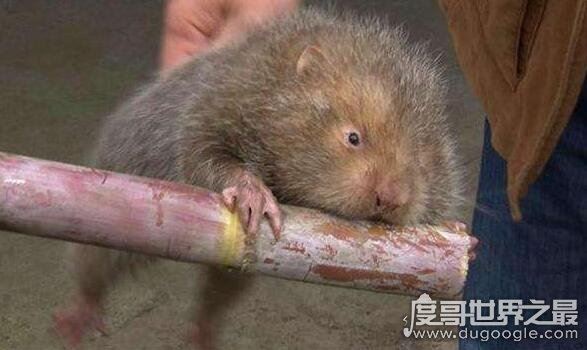 弹幕中的卖竹鼠是什么梗?说你是个大骗子(来源揭秘)