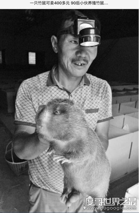 弹幕中的卖竹鼠是什么梗？说你是个大骗子(来源揭秘)