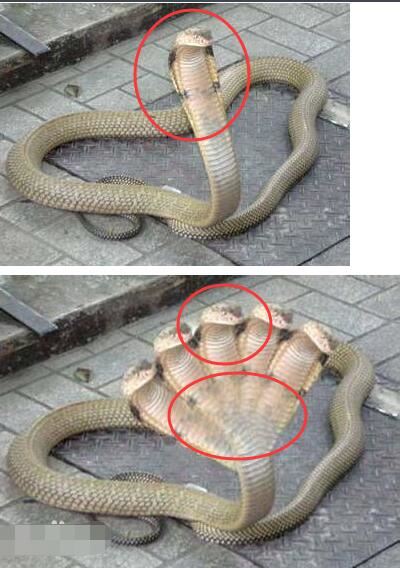 印度神庙惊现五头蛇是真的吗，假的(是人为的ps作品)