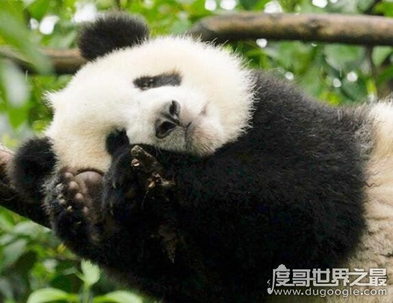活化石动物大盘点,盘点10大活化石动物(都极具研究价值)