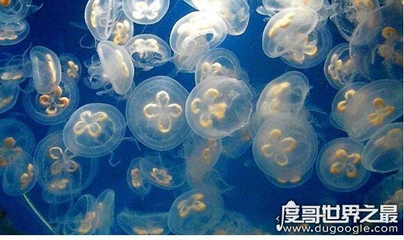 活化石动物大盘点，盘点10大活化石动物(都极具研究价值)