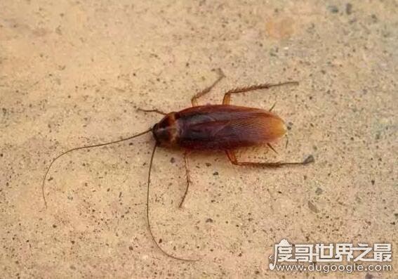 蟑螂怎么消灭最彻底,教你几个小妙招怎样轻松清除蟑螂