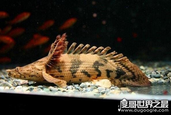 活化石动物大盘点，盘点10大活化石动物(都极具研究价值)