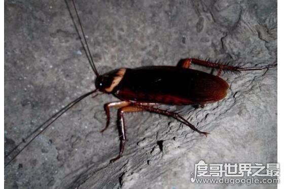 蟑螂怎么消灭最彻底,教你几个小妙招怎样轻松清除蟑螂