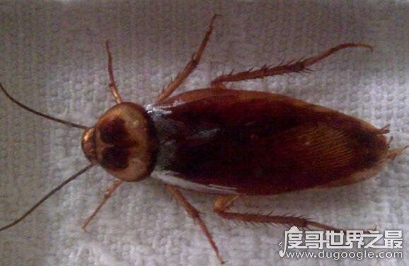 蟑螂怎么消灭最彻底,教你几个小妙招怎样轻松清除蟑螂