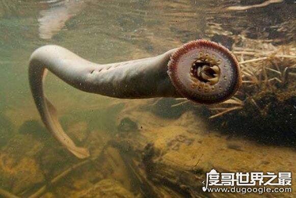 活化石动物大盘点，盘点10大活化石动物(都极具研究价值)