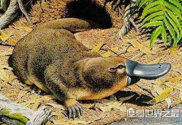 活化石动物大盘点，盘点10大活化石动物(都极具研究价值)
