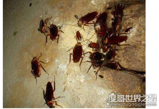 蟑螂怎么消灭最彻底，教你几个小妙招怎样轻松清除蟑螂