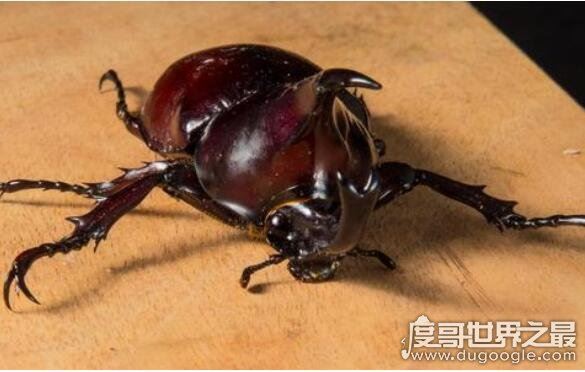 活化石动物大盘点，盘点10大活化石动物(都极具研究价值)